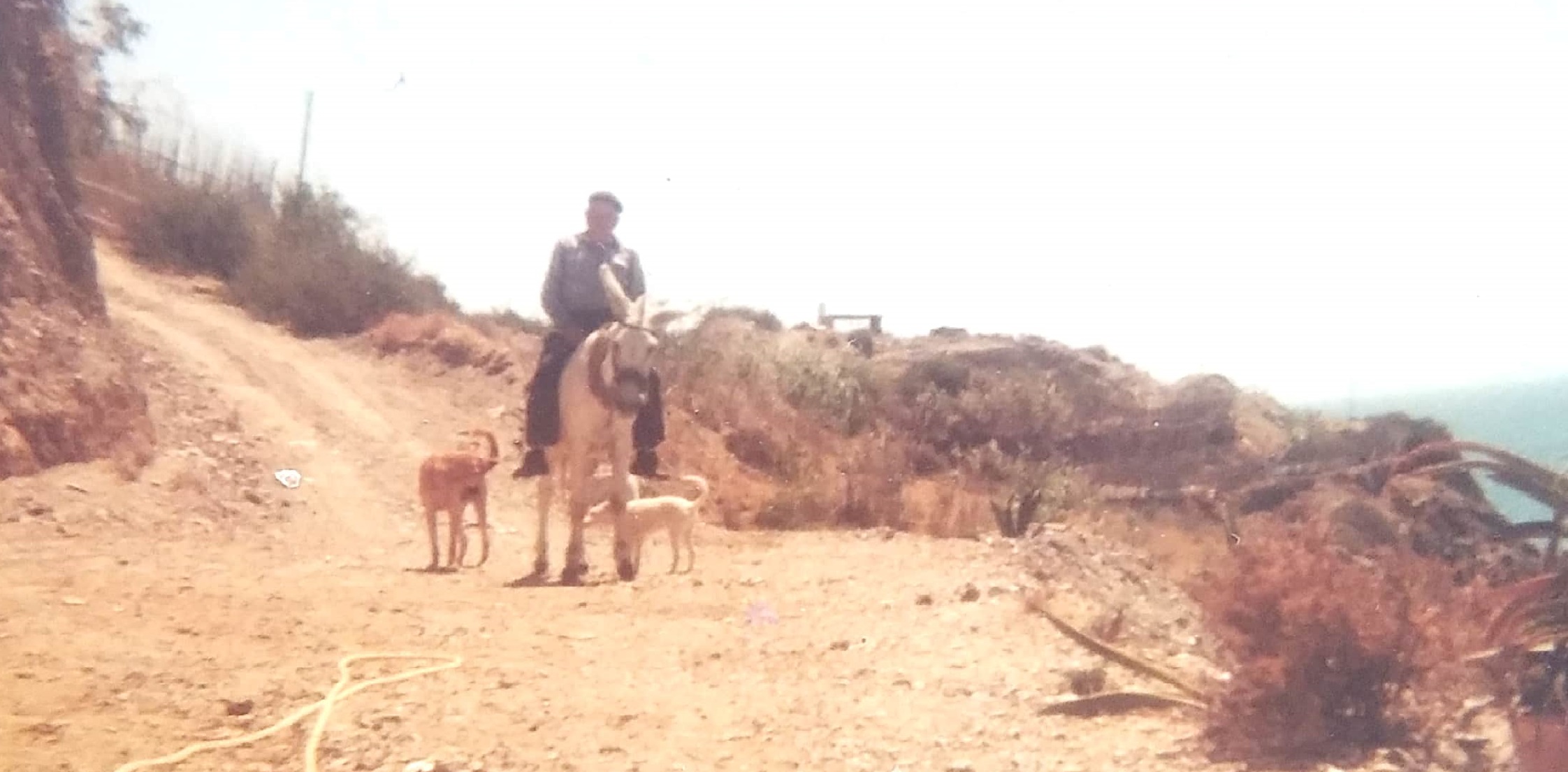 Reiter mit Hunden auf einem Feldweg in Andalusien