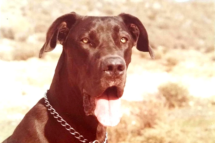 Großer schwarzer Hund in der andalusischen Landschaft