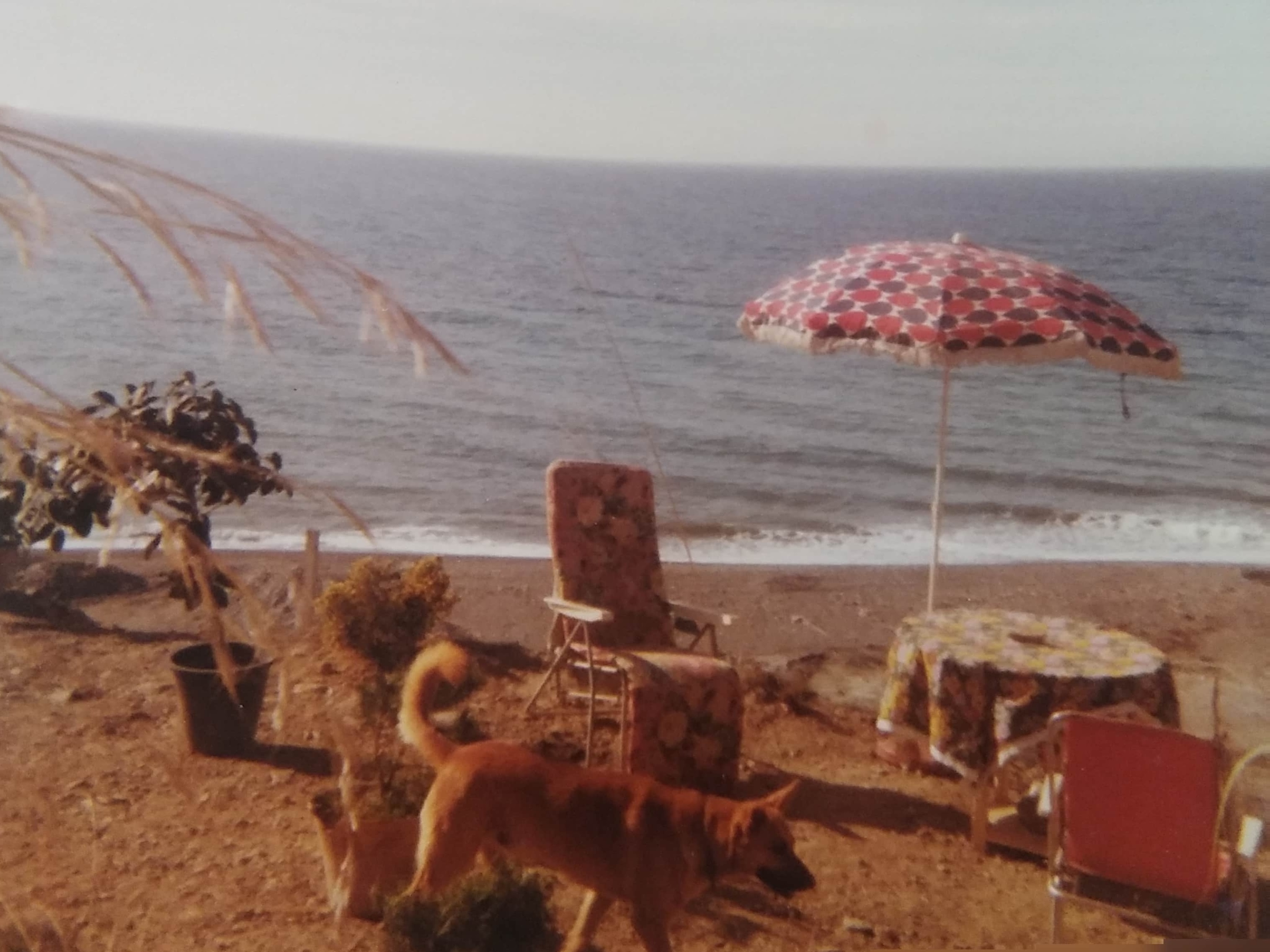 Hund und Katze auf einem weißen andalusischen Innenhof