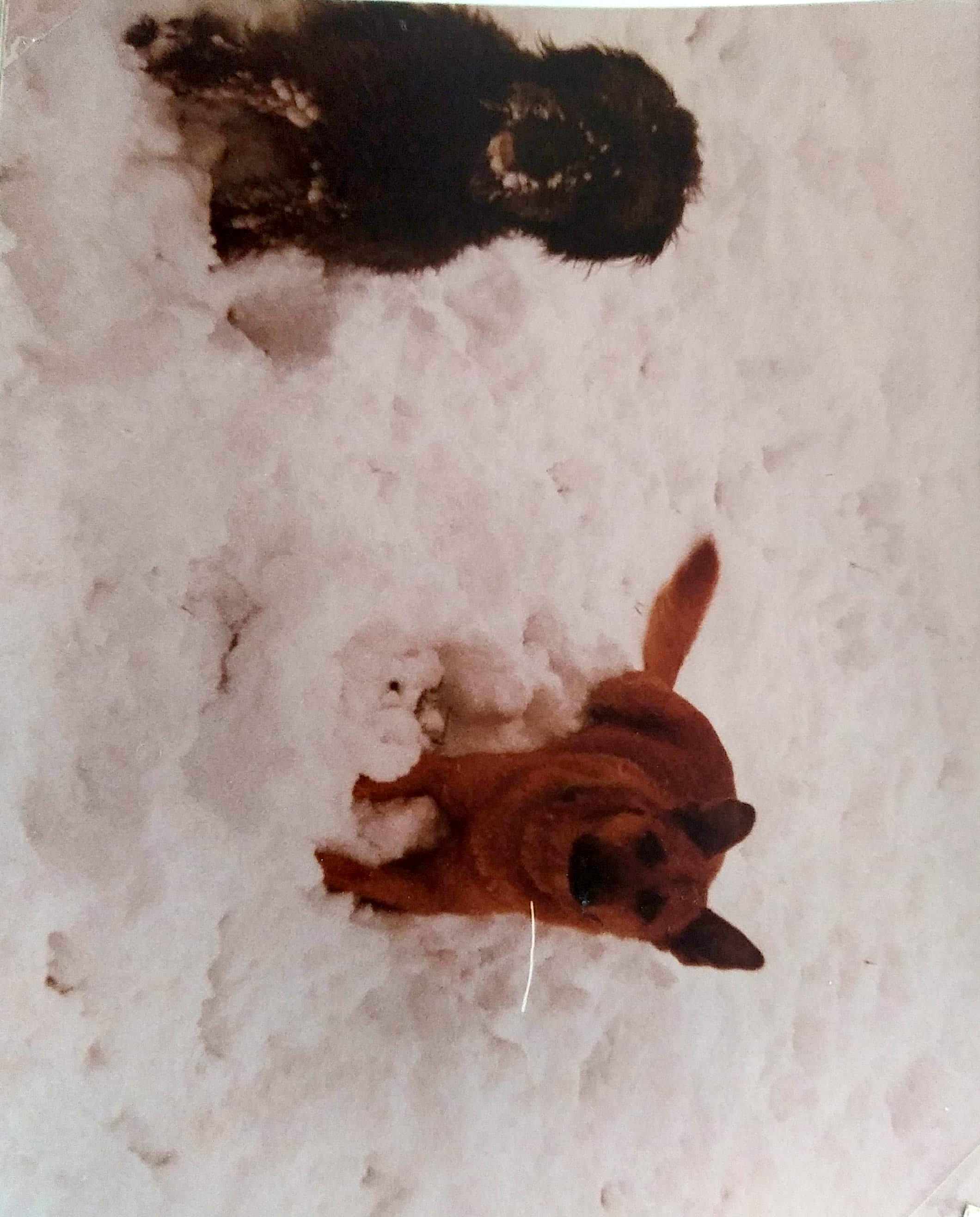 Zwei Hunde spielen im Schnee in Deutschland